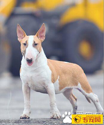 牛头梗打架 对人来说性格还是比较温顺