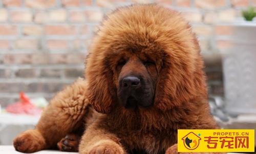 一年的藏獒能长多大 藏獒的身材不是绝对的