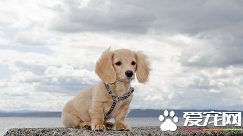 如何给狗喂药 家庭常备宠物药箱常识