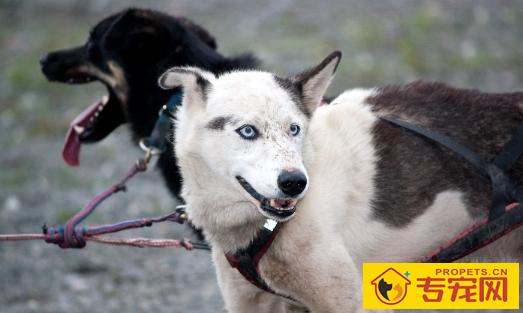 白活了！看了专家的讲解才知道哈士奇分为多种！最后一种令人落泪