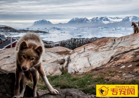 白活了！看了专家的讲解才知道哈士奇分为多种！最后一种令人落泪