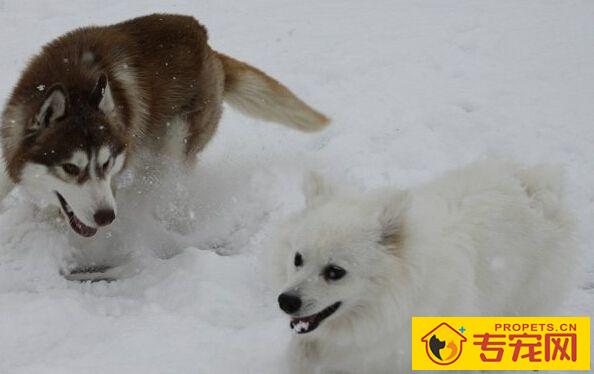 爱斯基摩犬的特点 人类的得力助手