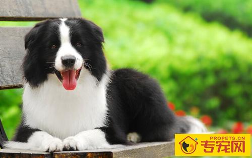 边境牧羊犬智商 有一个五岁小孩的智慧