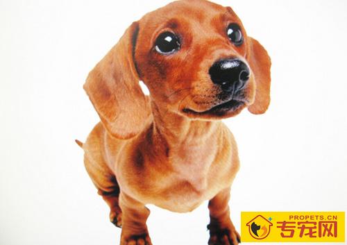 狗狗一天拉几次 要遵守少食多餐原则