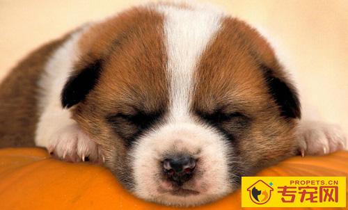 成年狗狗一天睡多久 让狗狗睡的安心