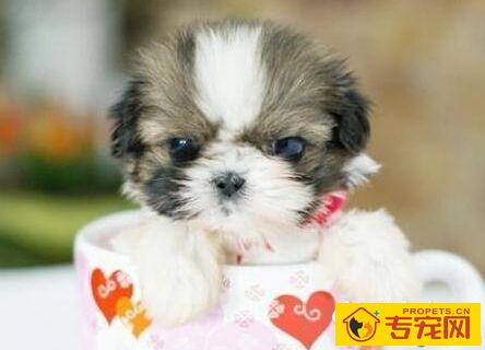 迷你犬有哪些 有怎样的特征以及饲养环境