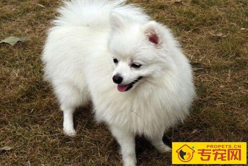 纯种博美犬的特征 饲养博美需要注意些什么