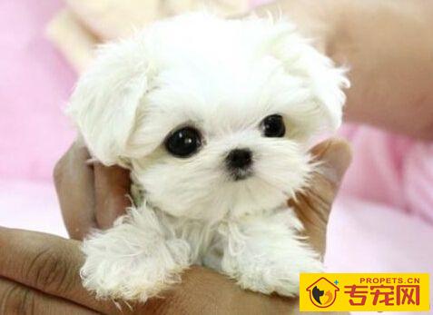 玛尔济斯犬的基本特征 饲养上应该注意哪些