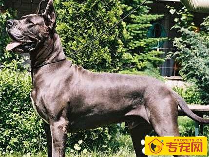 大丹犬性格 有很强忍耐力的狗狗