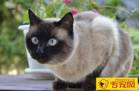 暹罗猫性格 每一只暹罗猫的性格都不一样