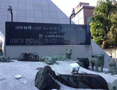 白活了！看了专家的讲解才知道哈士奇分为多种！最后一种令人落泪