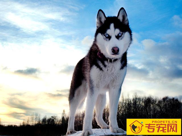 白活了！看了专家的讲解才知道哈士奇分为多种！最后一种令人落泪