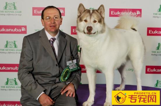 白活了！看了专家的讲解才知道哈士奇分为多种！最后一种令人落泪