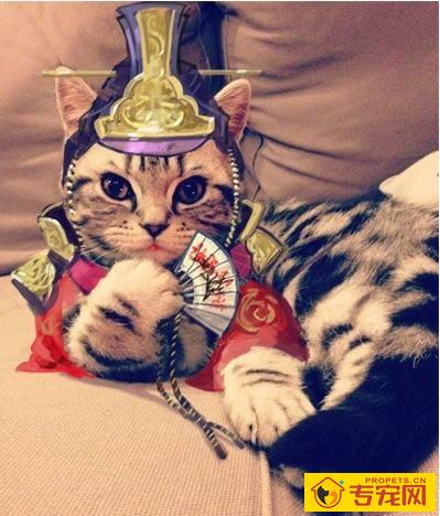 纯种埃及猫有哪些特征 体形毛色及性格