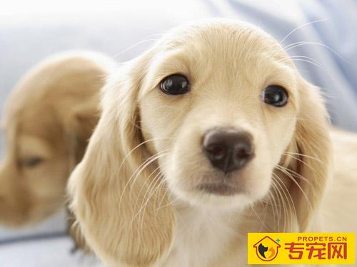 纯种金毛犬的特征 选购时不能盲目