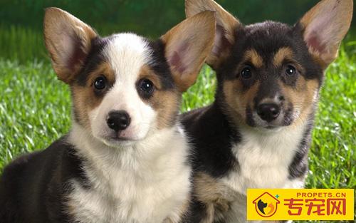 一岁狗狗一天吃几顿 喂食也有讲究