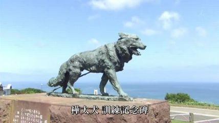 白活了！看了专家的讲解才知道哈士奇分为多种！最后一种令人落泪