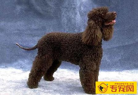 爱尔兰水猎犬的性格 气质稳定