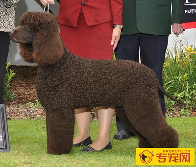 爱尔兰水猎犬的特点 不是纯肝色属于缺陷