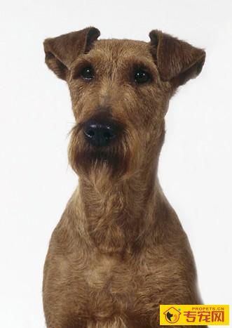 爱尔兰梗的特点 避免冲动购买之后的弃养