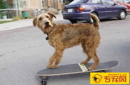 爱尔兰梗的形态特征 耳朵的折叠线应该比头顶略高