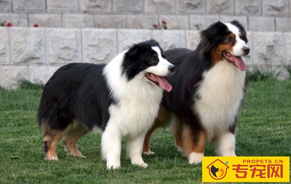 澳洲牧羊犬的特点 本性很好不爱吵闹