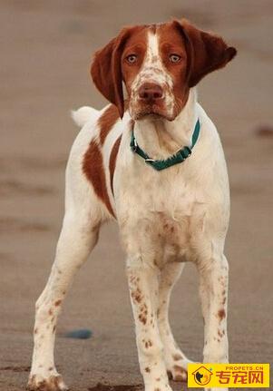 不列塔尼猎犬的特点 天生的无尾或断尾