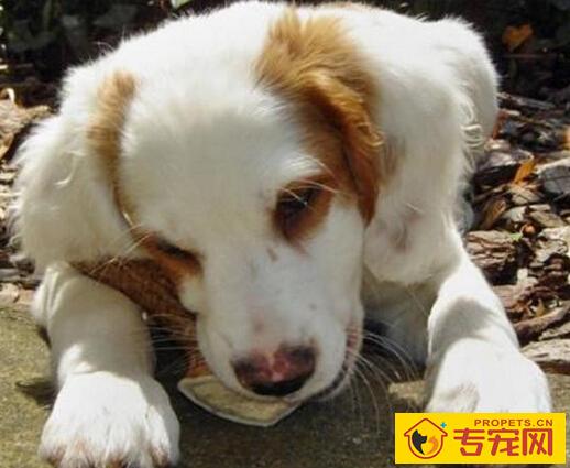 不列塔尼猎犬的形态特征 紧凑结合紧密的中型犬