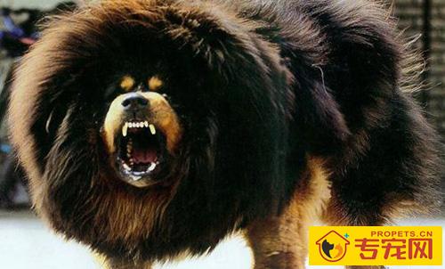 藏獒是怎么来的 历史上藏獒的由来