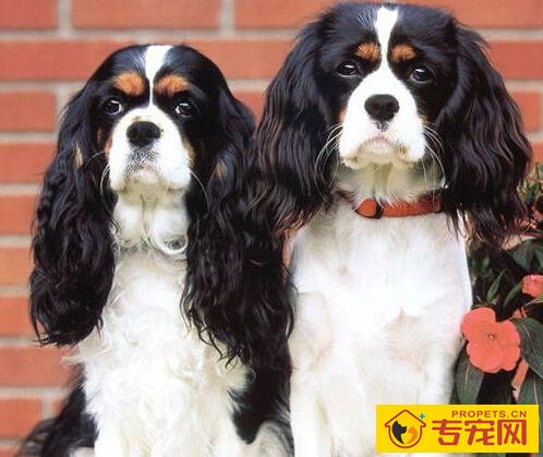 查理士王小猎犬的特点 孩子和老人的好伴侣