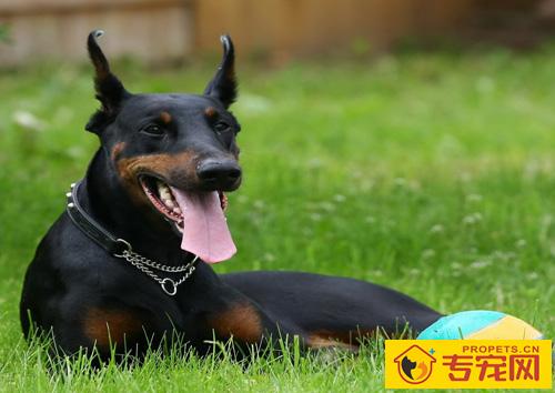 杜宾犬的智商 嗅觉非常灵敏的狗狗