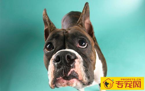 小狗狗一天要睡多久 通常需要多少时间