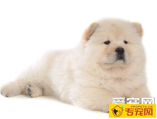 纯种松狮辨别 细心观察其外貌特征