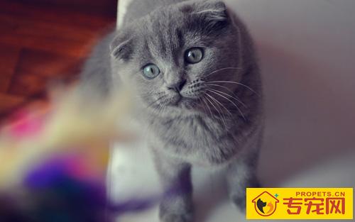 折耳猫怎么样 胖乎乎的圆脸很可爱