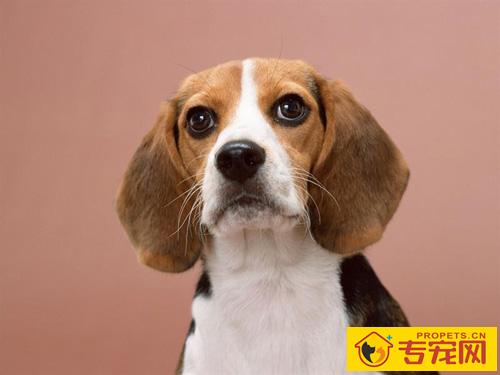 比格犬特点 大部分是帅哥和靓妹