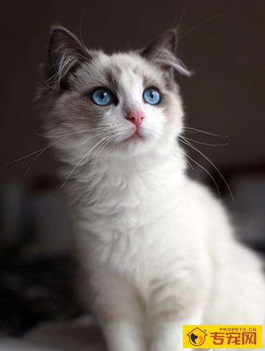 布偶猫怎么养 一种非常粘人的猫咪