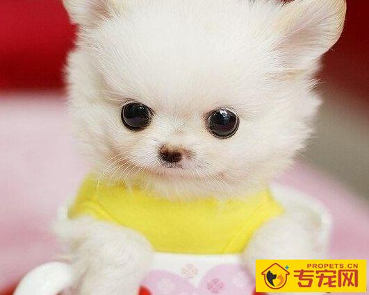 狗狗一天尿几次 每天饮水量有关系