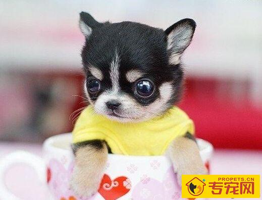 狗狗一天吃几顿 如何量出狗粮的量