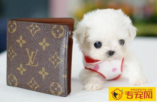 狗狗一天睡多久 并没有固定的睡眠时间