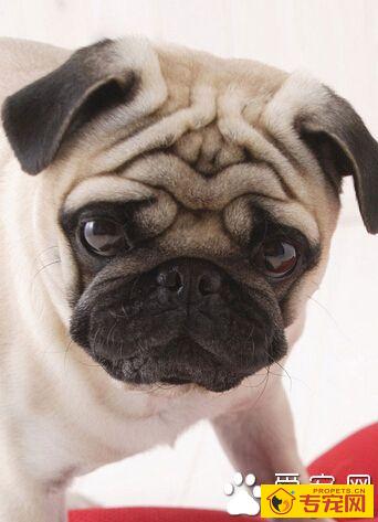 成年狗狗一天吃多少狗粮 能确保狗狗健康的成长