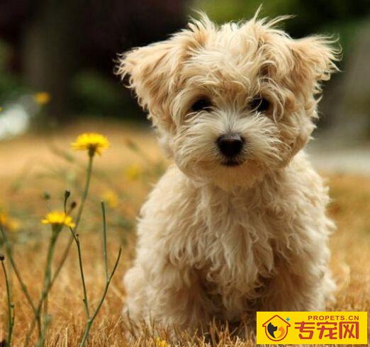 狗狗一天吃多少斤狗粮 要定时定量来用餐