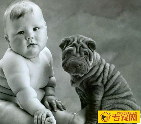 沙皮狗好吗 性格十分开朗活泼的