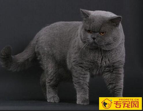 英国短毛猫寿命 主人的养护使其寿命延长