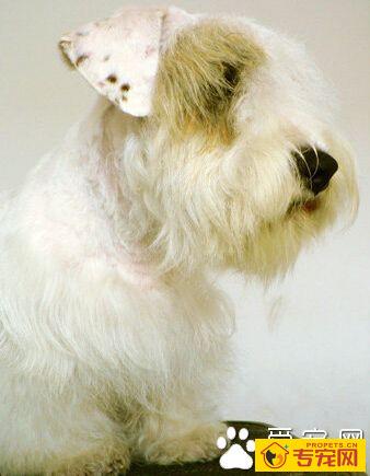 西里汉梗的性格 富有感情讨人喜欢