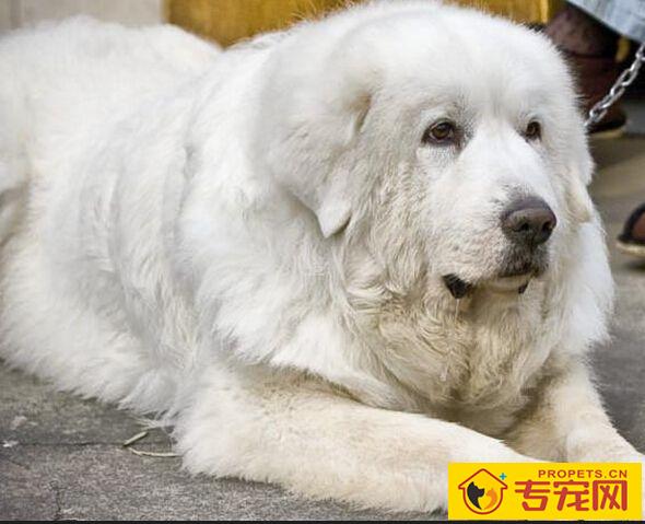 大白熊犬能长多大 英勇聪明的大型犬