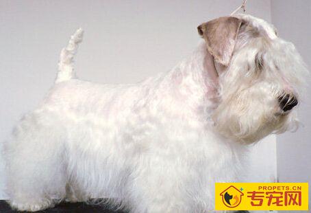 西里汉梗的形态特征 活动量大于一般犬种