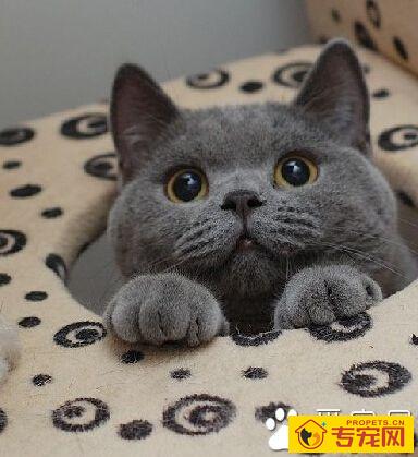 英国短毛猫的颜色 不同毛色瞳孔色不一样