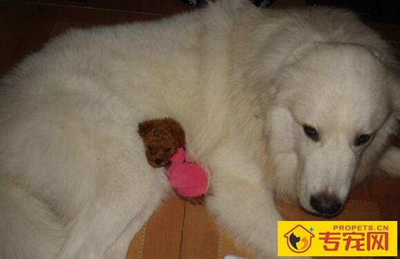 大白熊是什么狗 性格和善具有王者之气