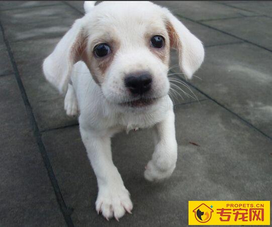 狗狗一天喂几次 狗狗的喂食需要规律