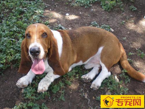 巴吉度犬怎么样 智商不高粉丝很多